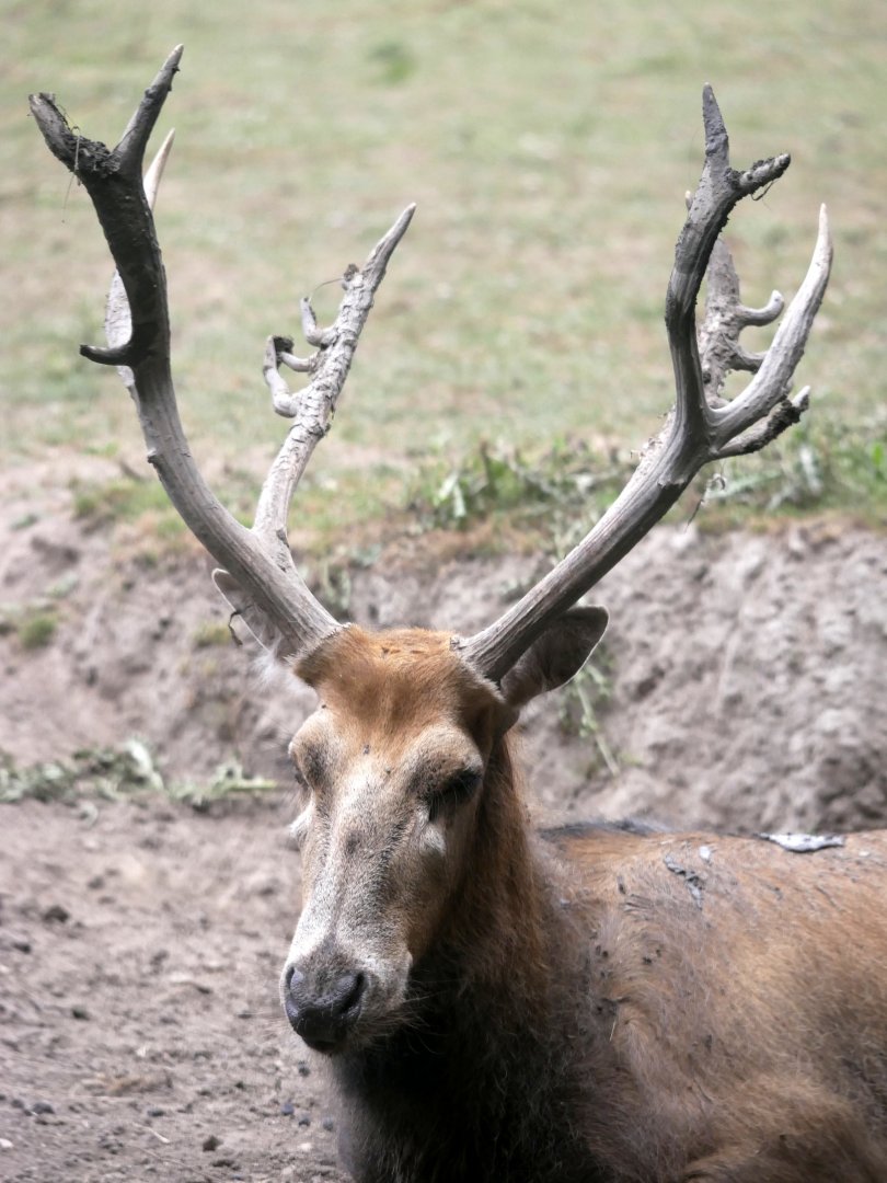 Legendia Parc - Père David's deer (Elaphurus davidianus)