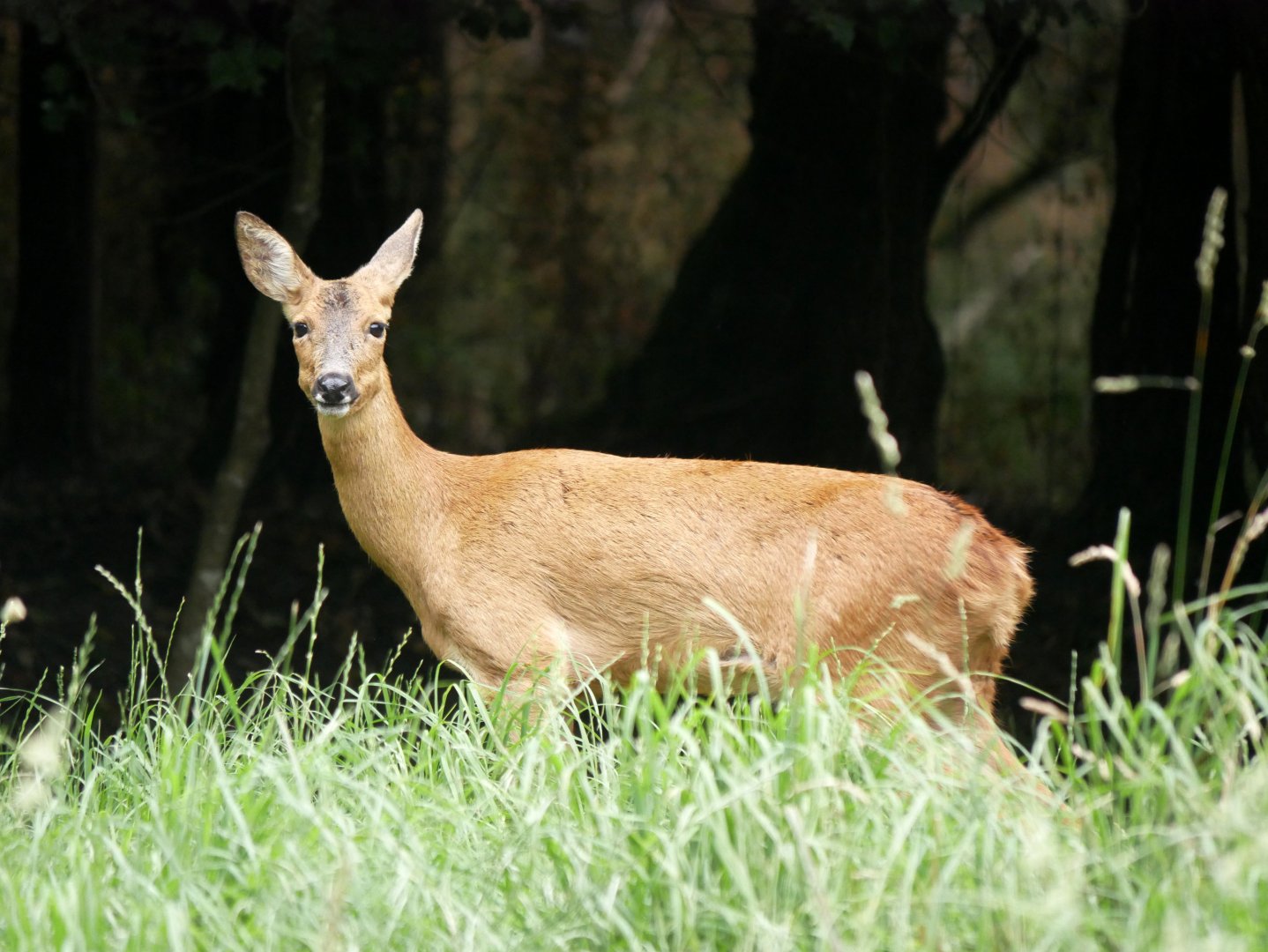 Legendia Parc - Roe deer (Capreolus capreolus)