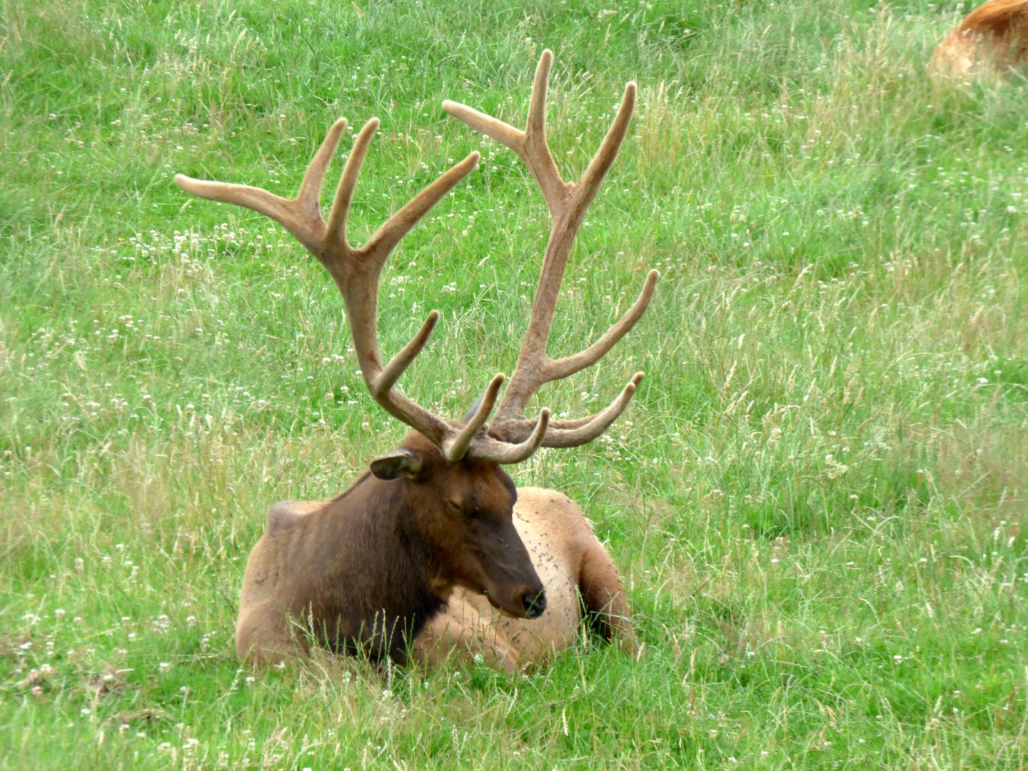 Legendia Parc - Wapiti (Cervus canadensis)