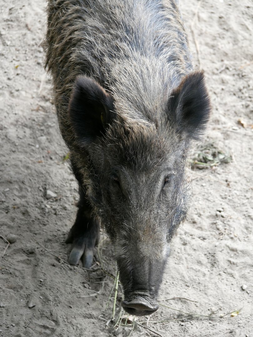Legendia Parc - Wild boar (Sus scrofa)