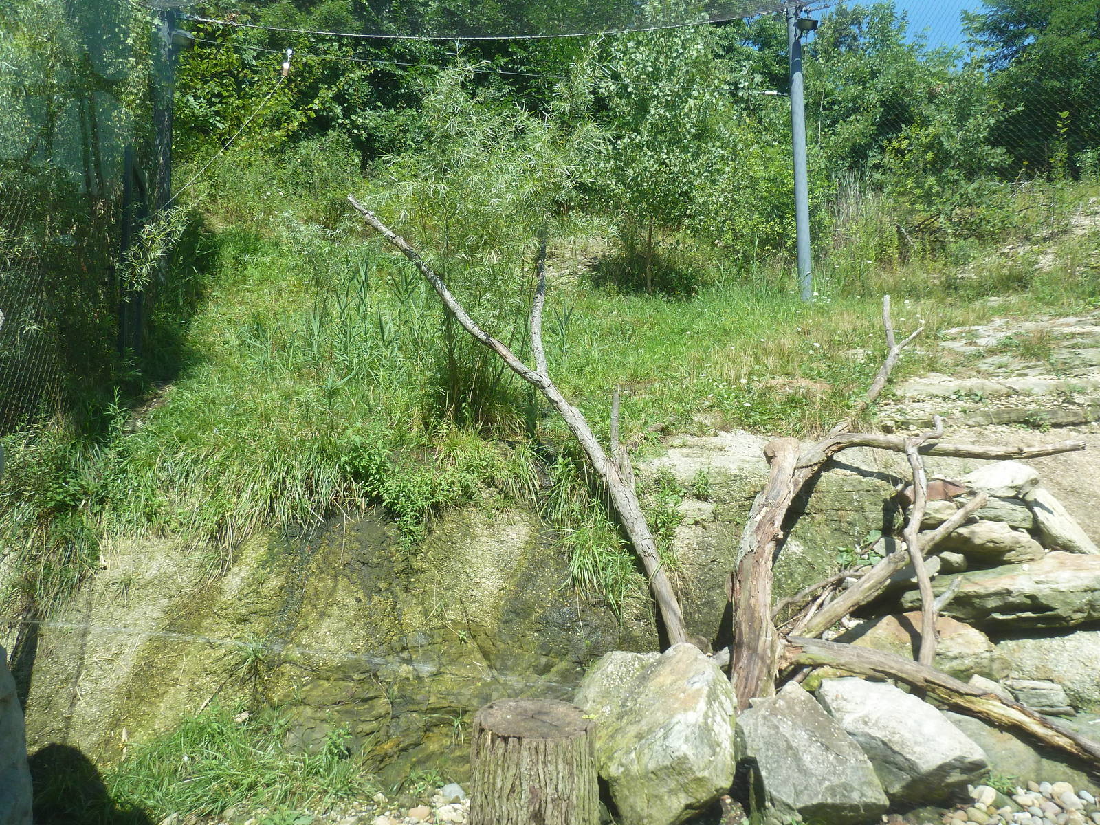 Legends Of The Wild - Andean Condor Exhibit