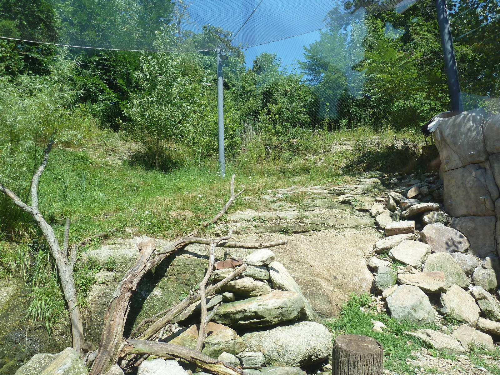 Legends Of The Wild - Andean Condor Exhibit