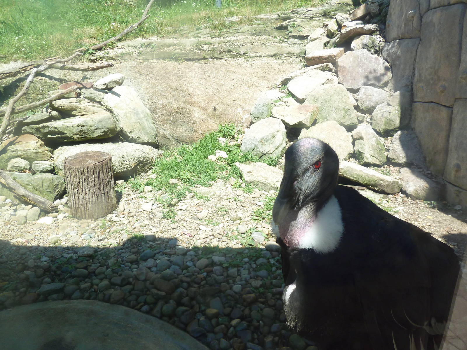 Legends Of The Wild - Andean Condor