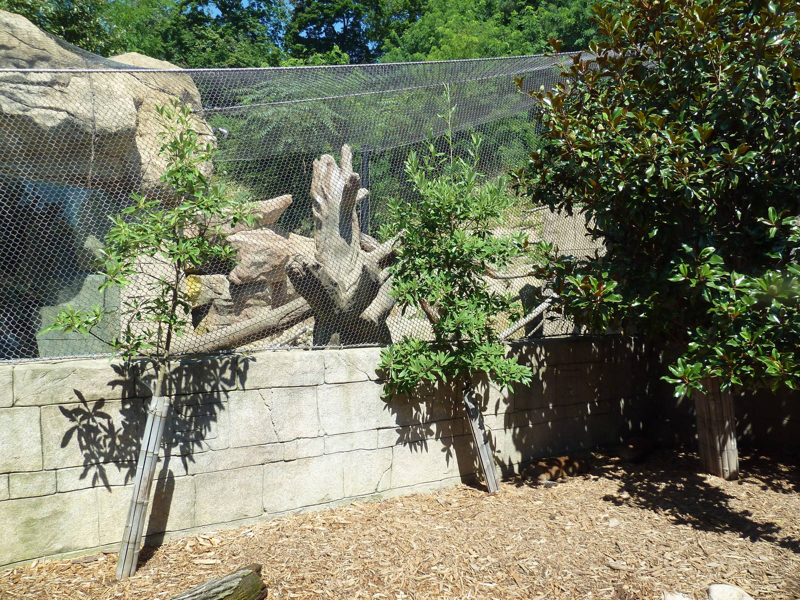 Legends Of The Wild - Capybara + Jaguar Exhibits