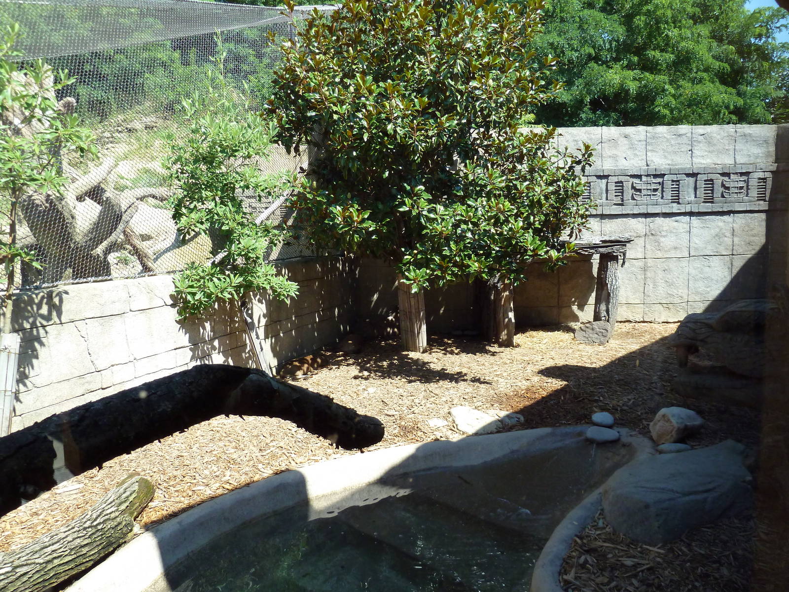 Legends Of The Wild - Capybara + Jaguar Exhibits