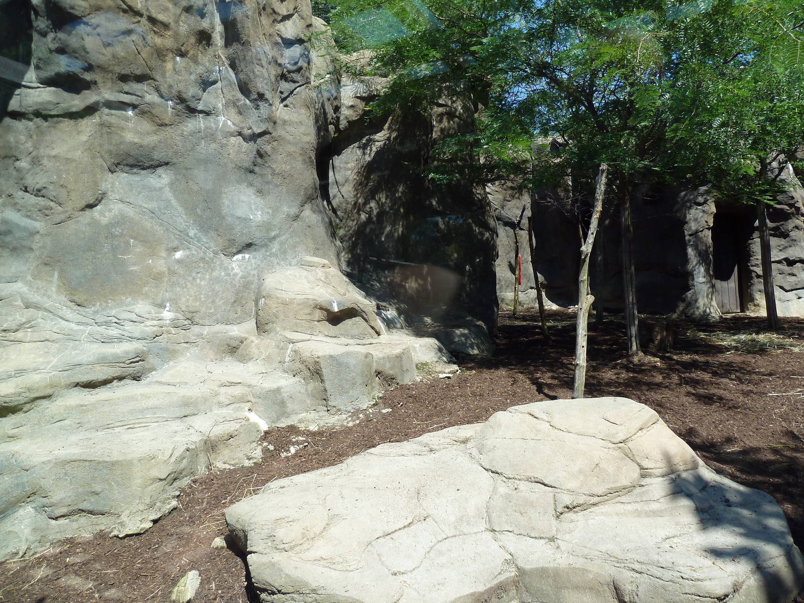 Legends Of The Wild - Himalayan Tahr Exhibit