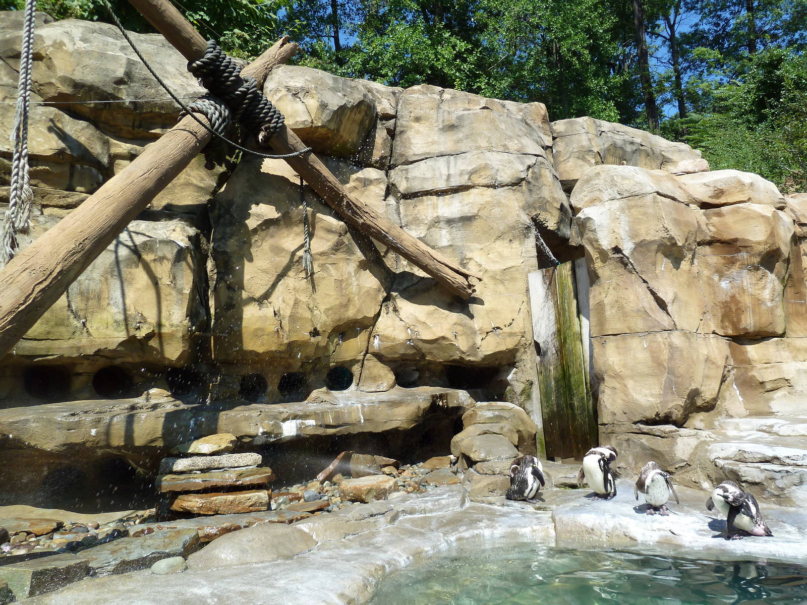 Legends Of The Wild - Humboldt Penguin Exhibit