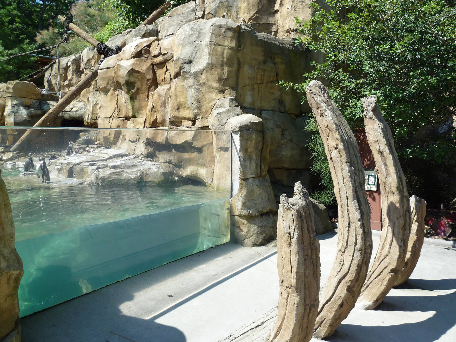 Legends Of The Wild - Humboldt Penguin Exhibit
