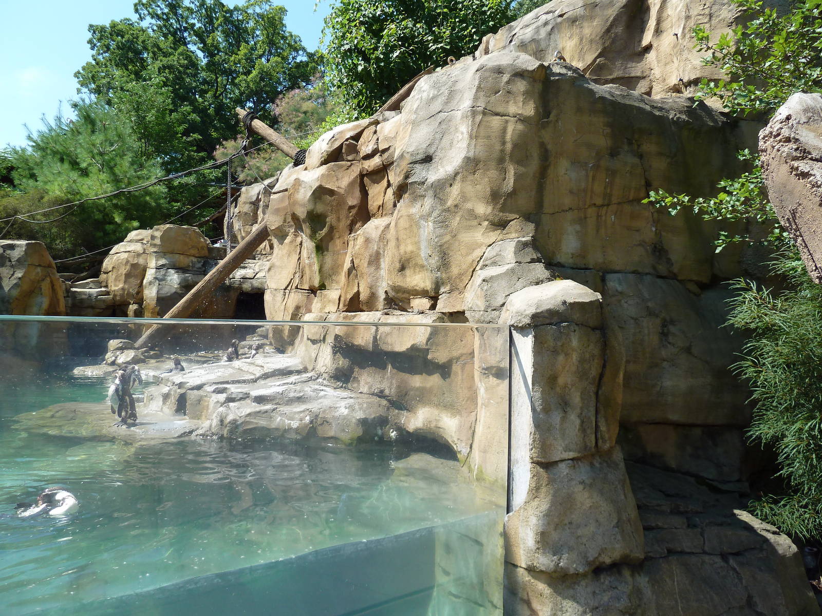 Legends Of The Wild - Humboldt Penguin Exhibit