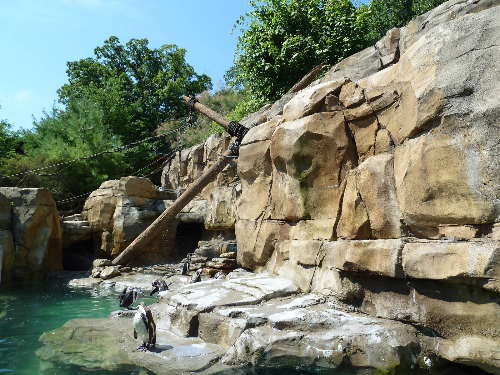 Legends Of The Wild - Humboldt Penguin Exhibit