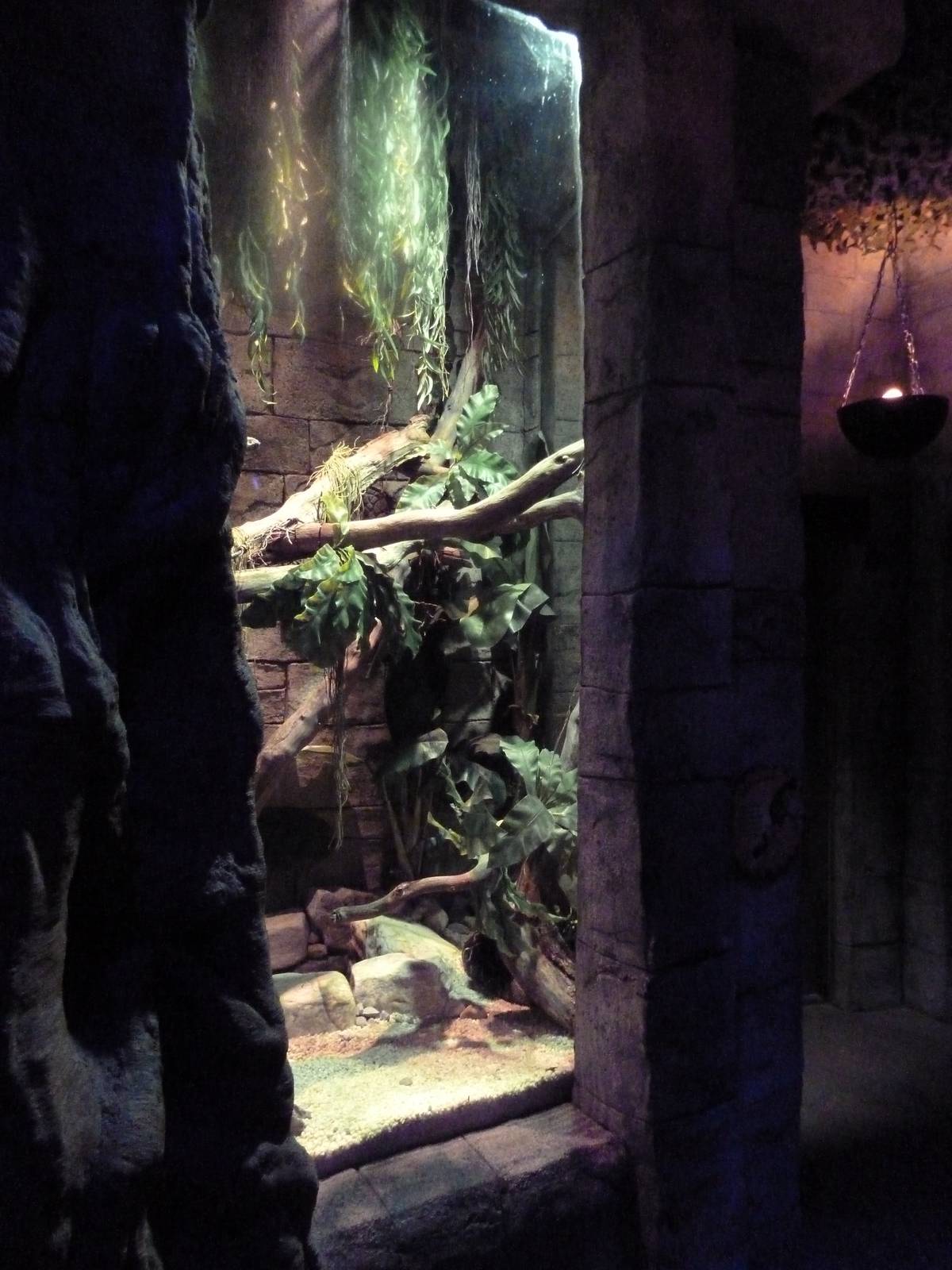 Legends Of The Wild - Red-Tailed Boa Exhibit