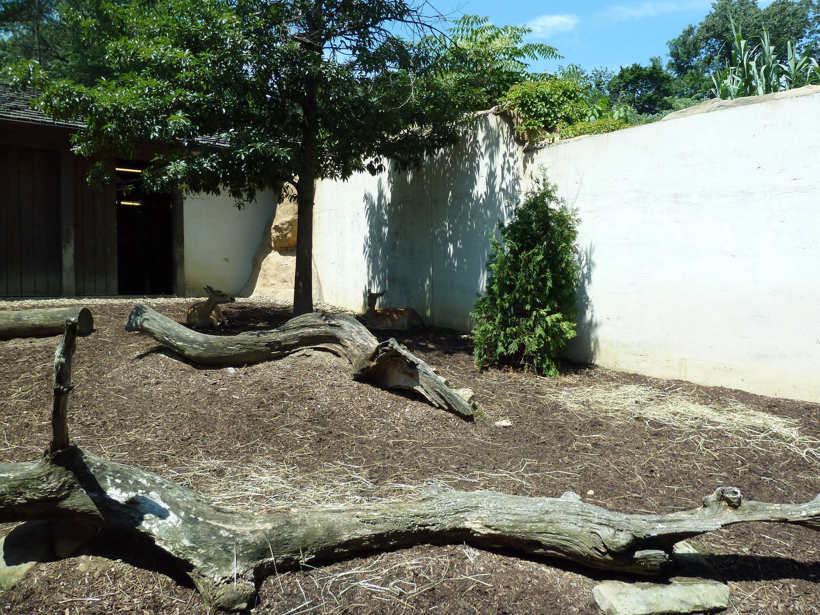 Legends Of The Wild - Sika Deer Exhibit