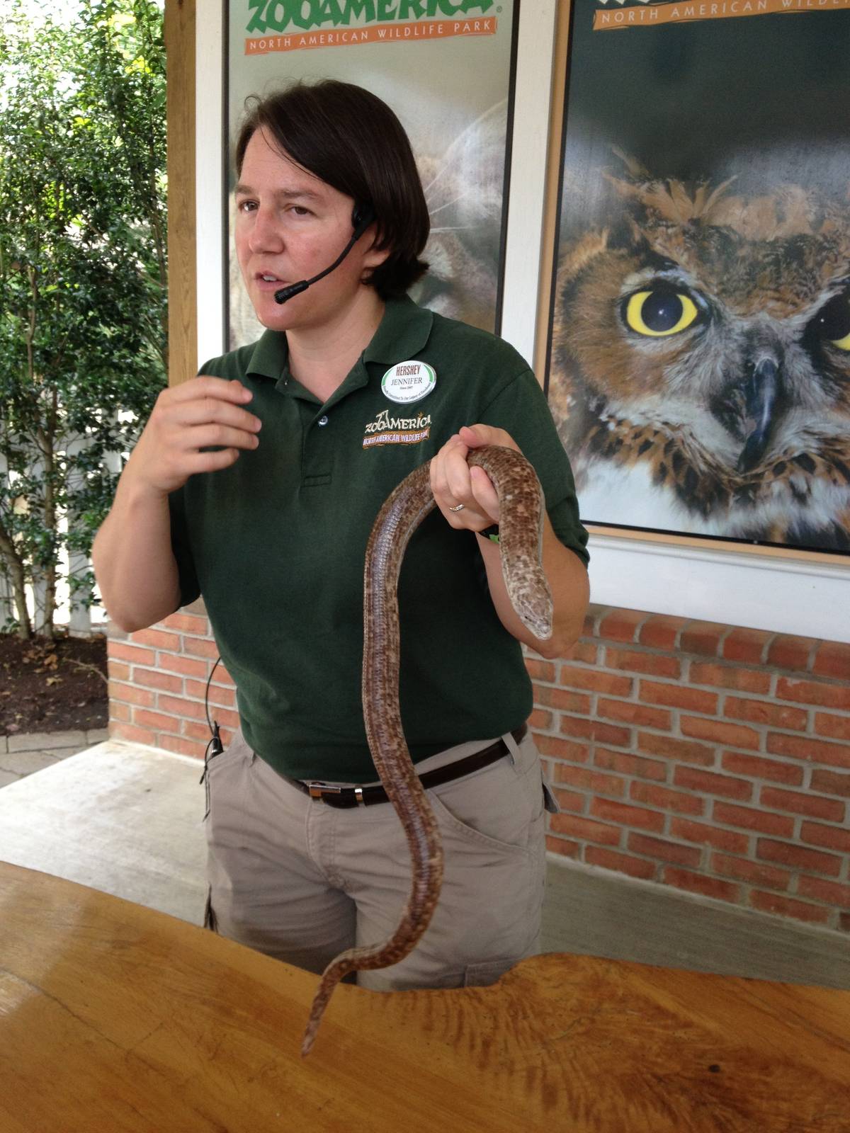 Legless Lizard Presentation
