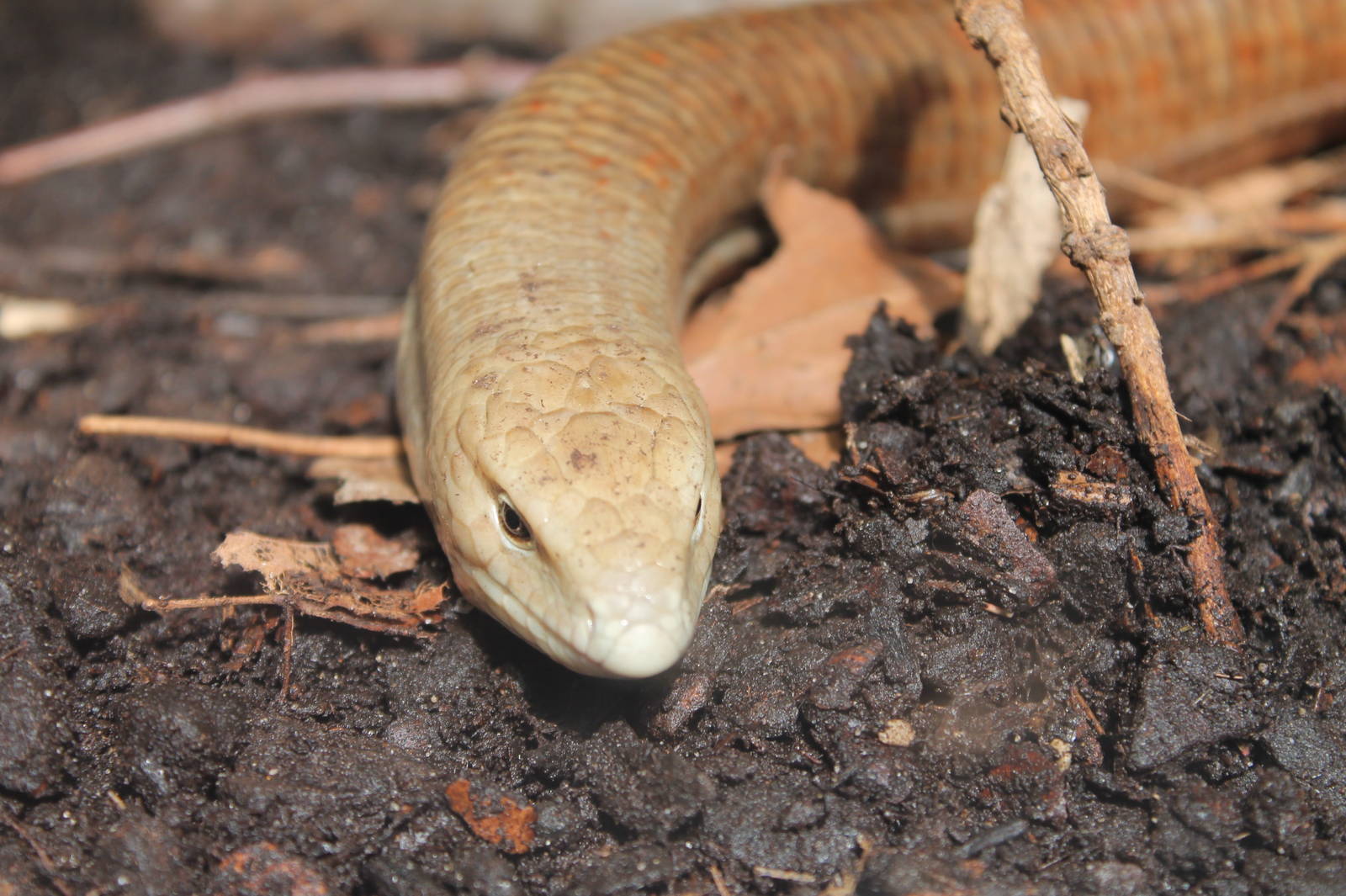 Legless Lizard