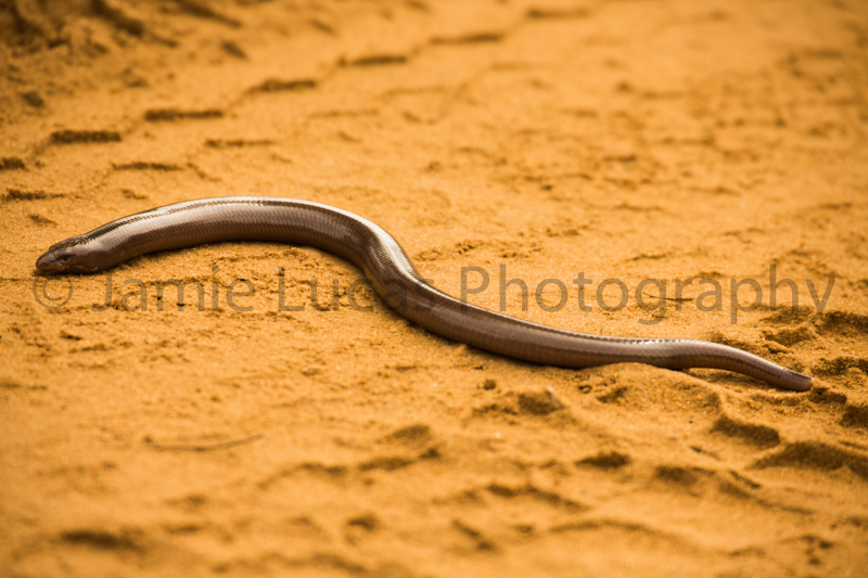 Legless Skink