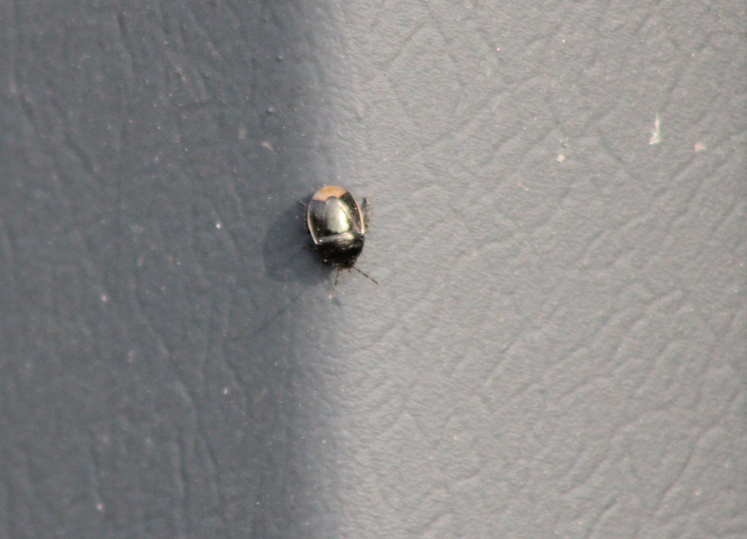 Legnotus limbosus - a species of Digging bug