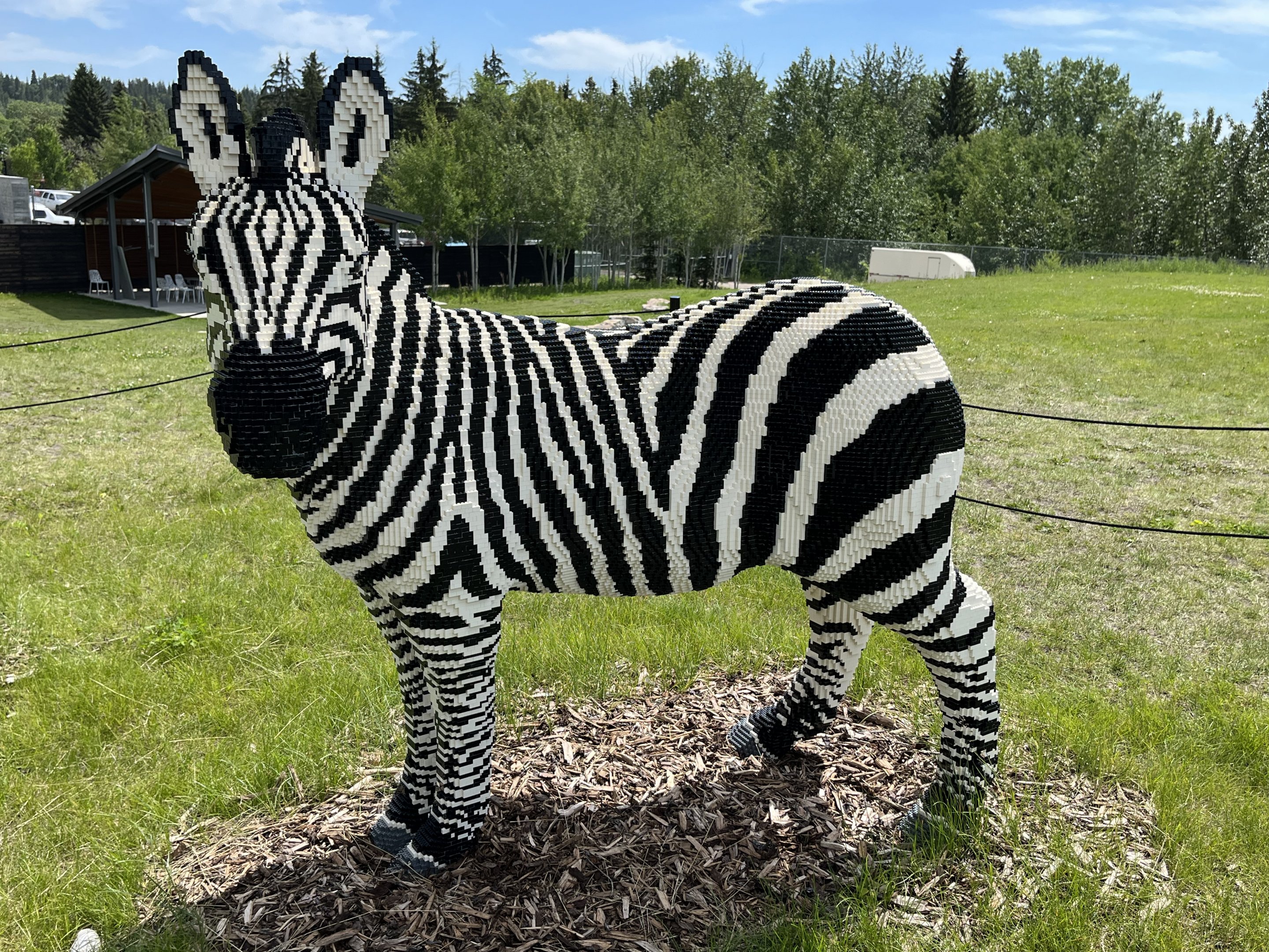 LEGO Zebra