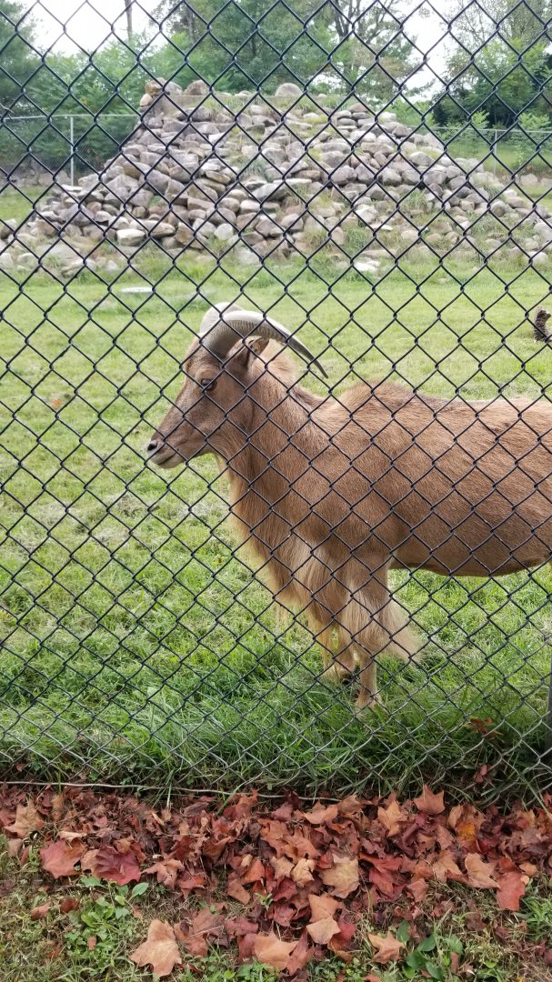 Lehigh Valley - Aoudad