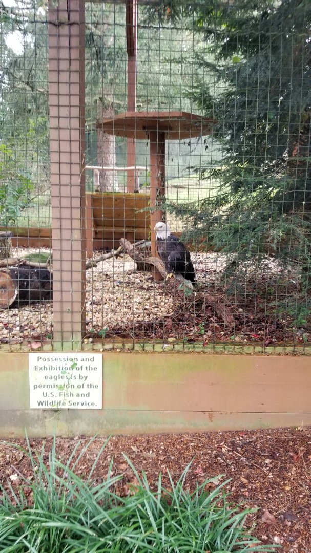 Lehigh Valley - Bald Eagle