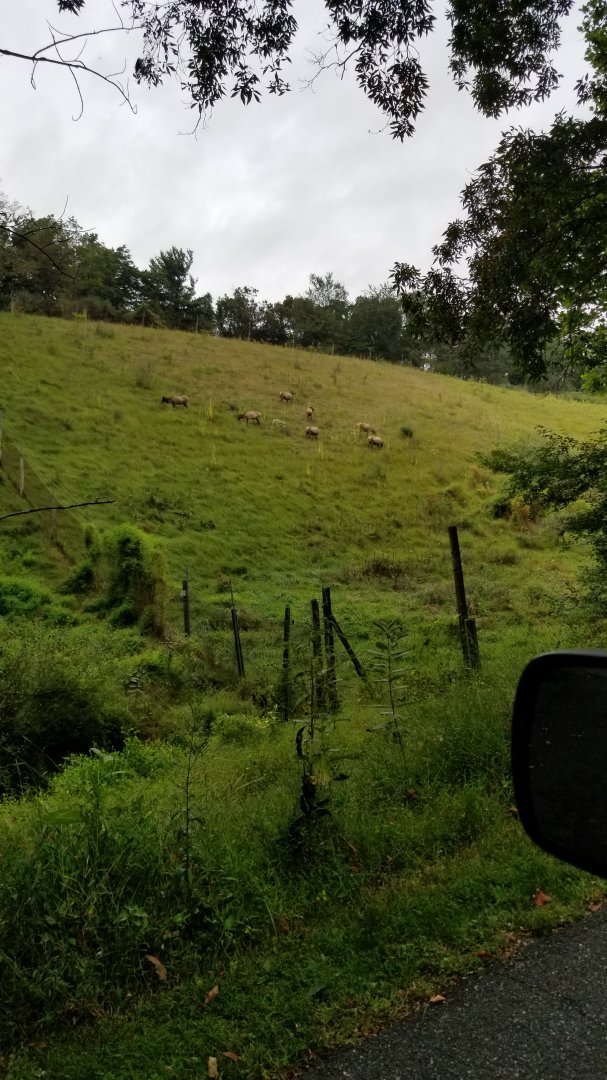 Lehigh Valley - Elk herd