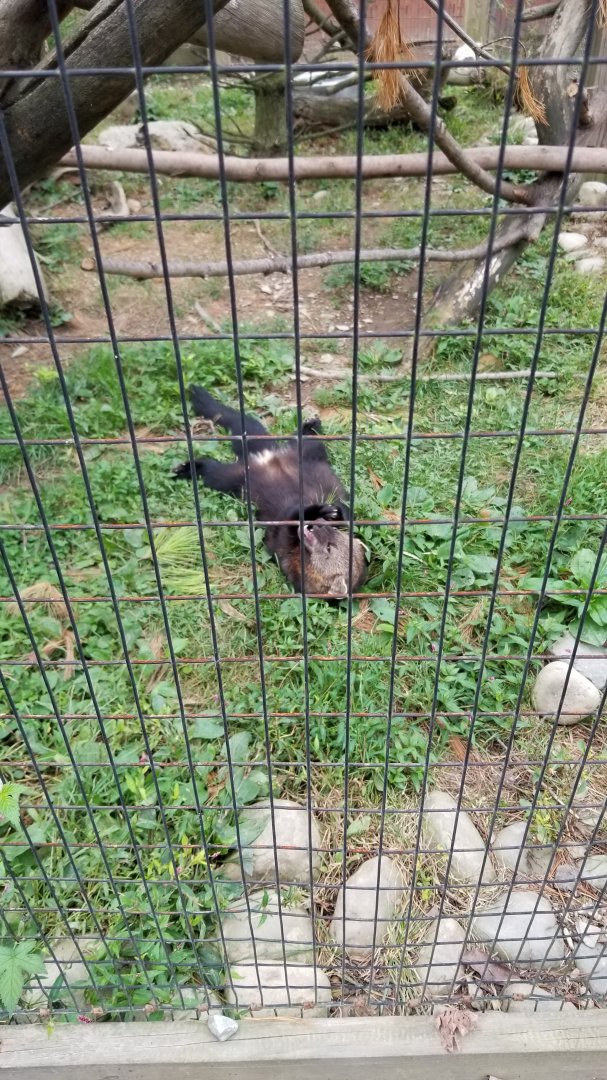 Lehigh Valley - Gemma the Fisher