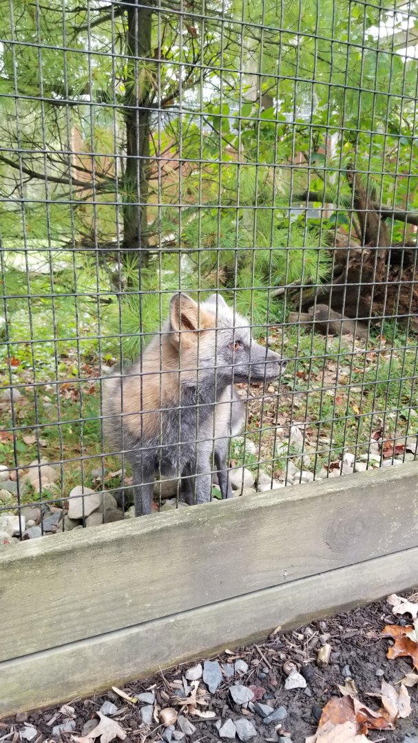 Lehigh Valley - Louie the Gray Fox