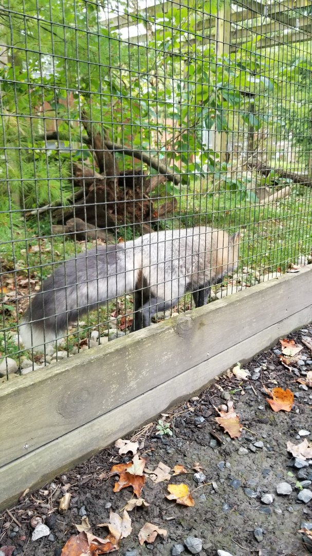 Lehigh Valley - Louie the Gray Fox