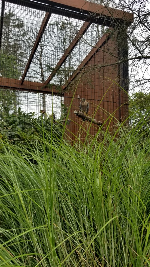 Lehigh Valley - Peregrine Falcons
