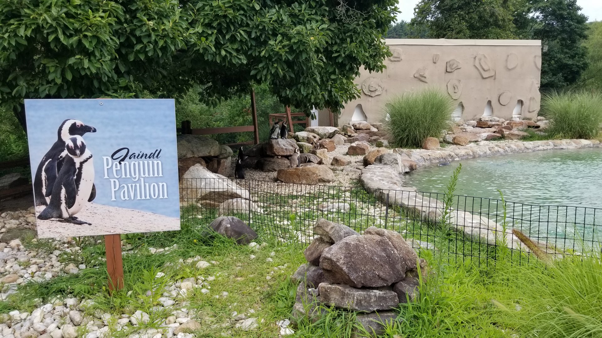 Lehigh Valley Zoo - african penguins