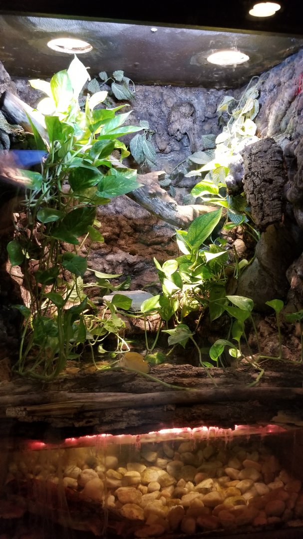 Lehigh Valley Zoo - amazon tree boa, emerald tree boa, mata mata exhibit