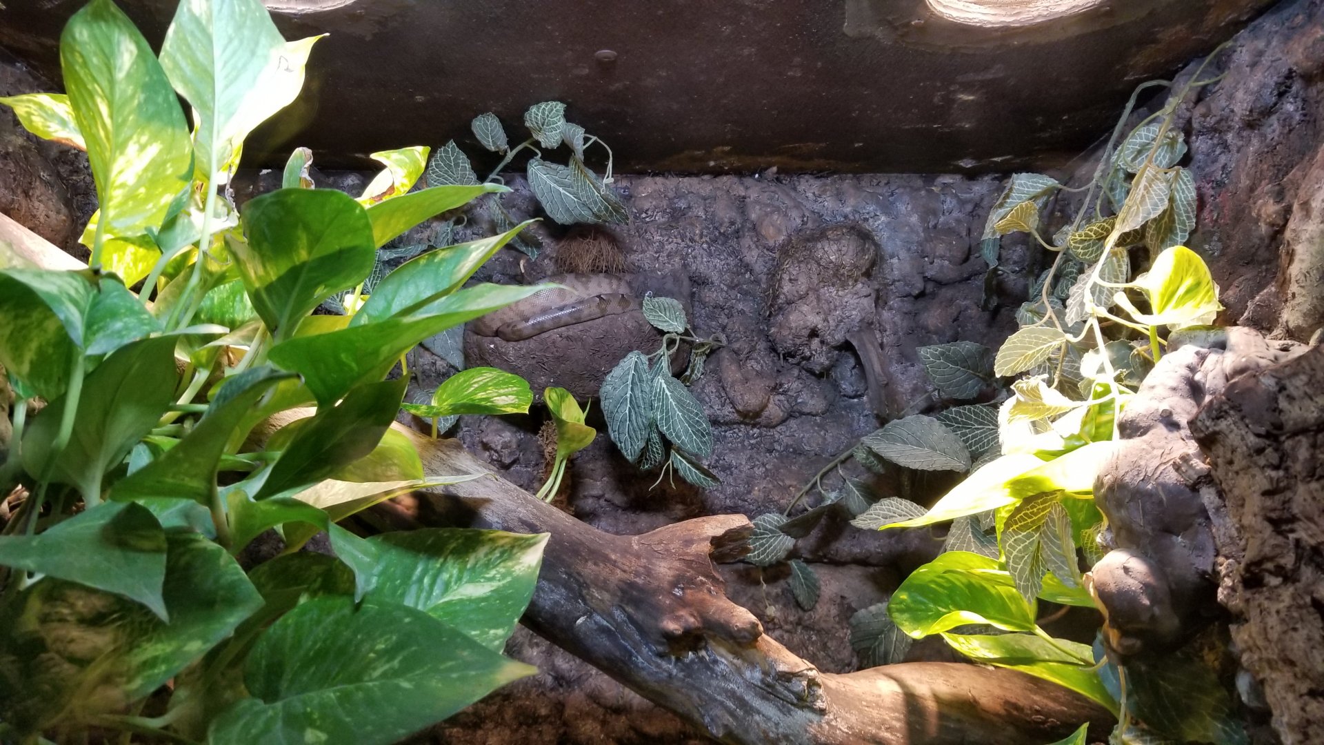 Lehigh Valley Zoo - amazon tree boa
