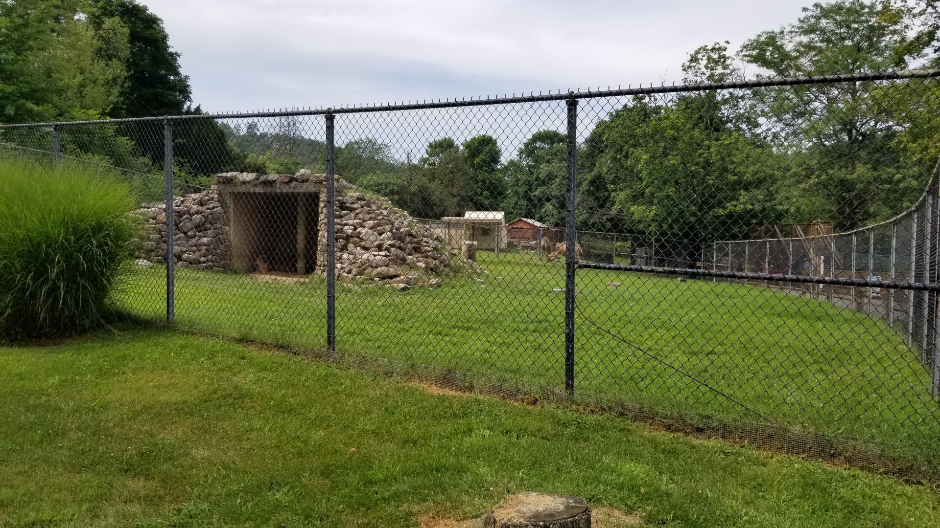 Lehigh Valley Zoo - aoudad