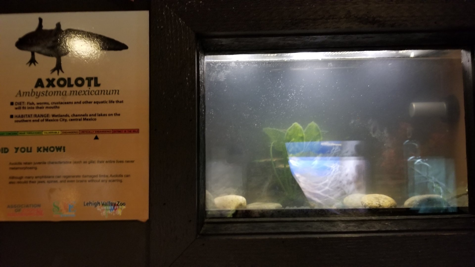 Lehigh Valley Zoo - axolotl tank