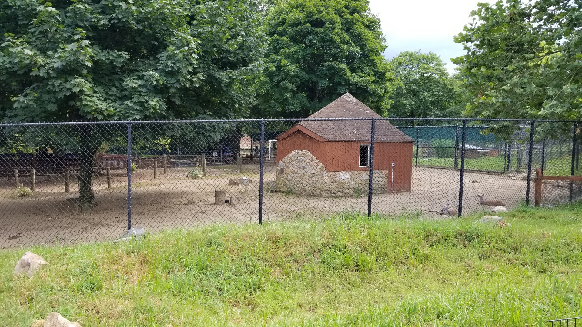Lehigh Valley Zoo - back of red kangaroo area