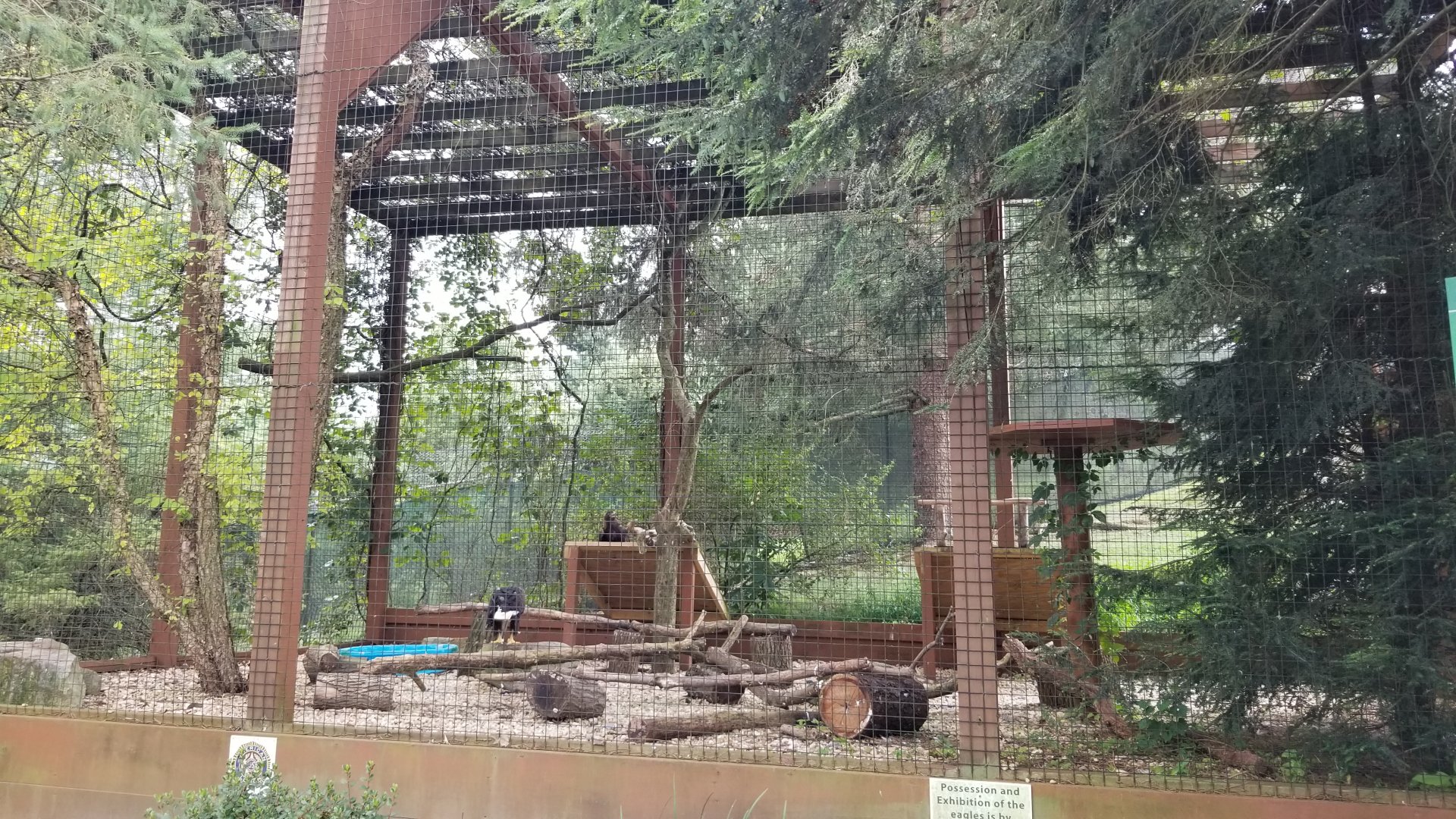 Lehigh Valley Zoo - bald eagle and golden eagle