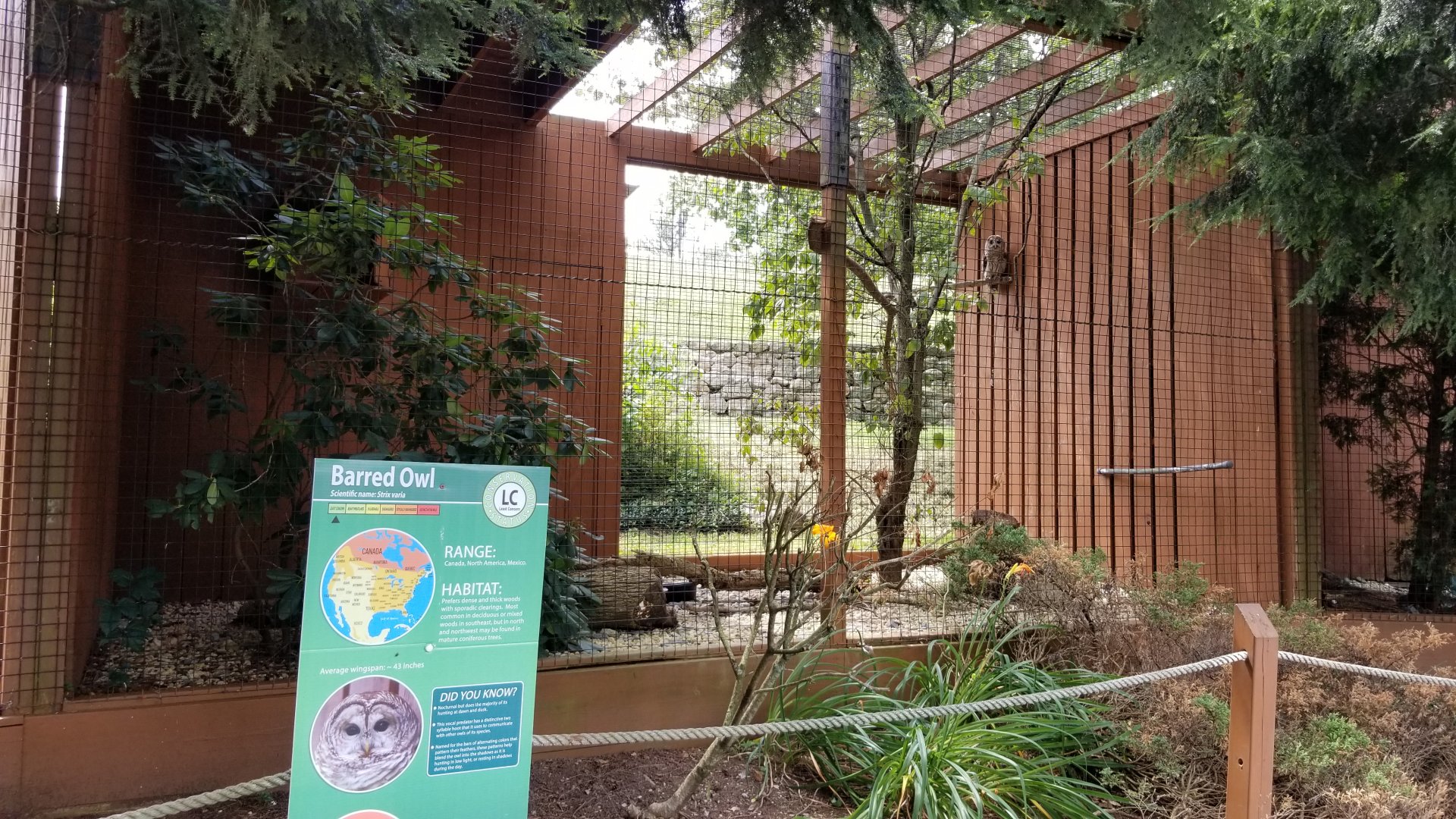 Lehigh Valley Zoo - barred owl