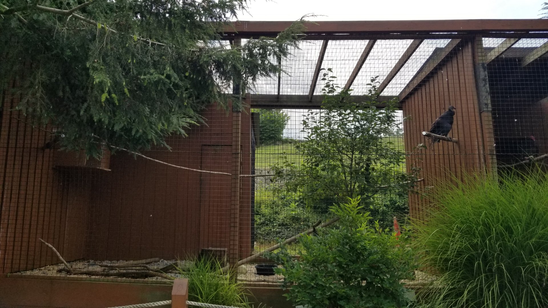 Lehigh Valley Zoo - black vulture
