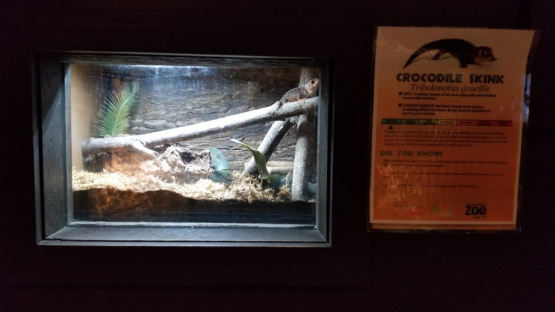 Lehigh Valley Zoo - crocodile skink exhibit