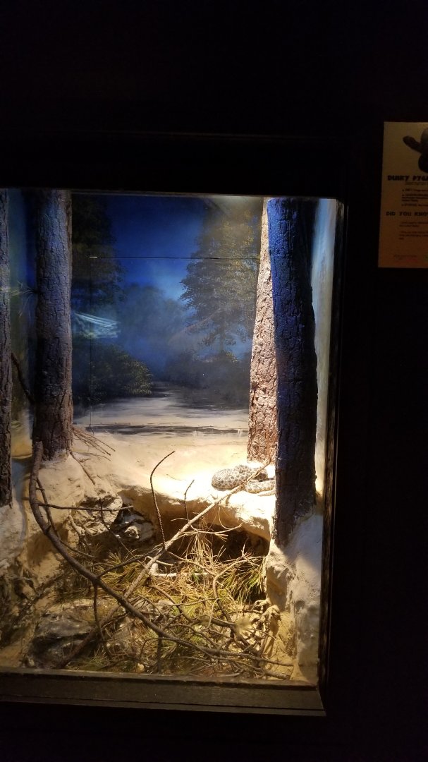 Lehigh Valley Zoo - dusky pygmy rattlesnake