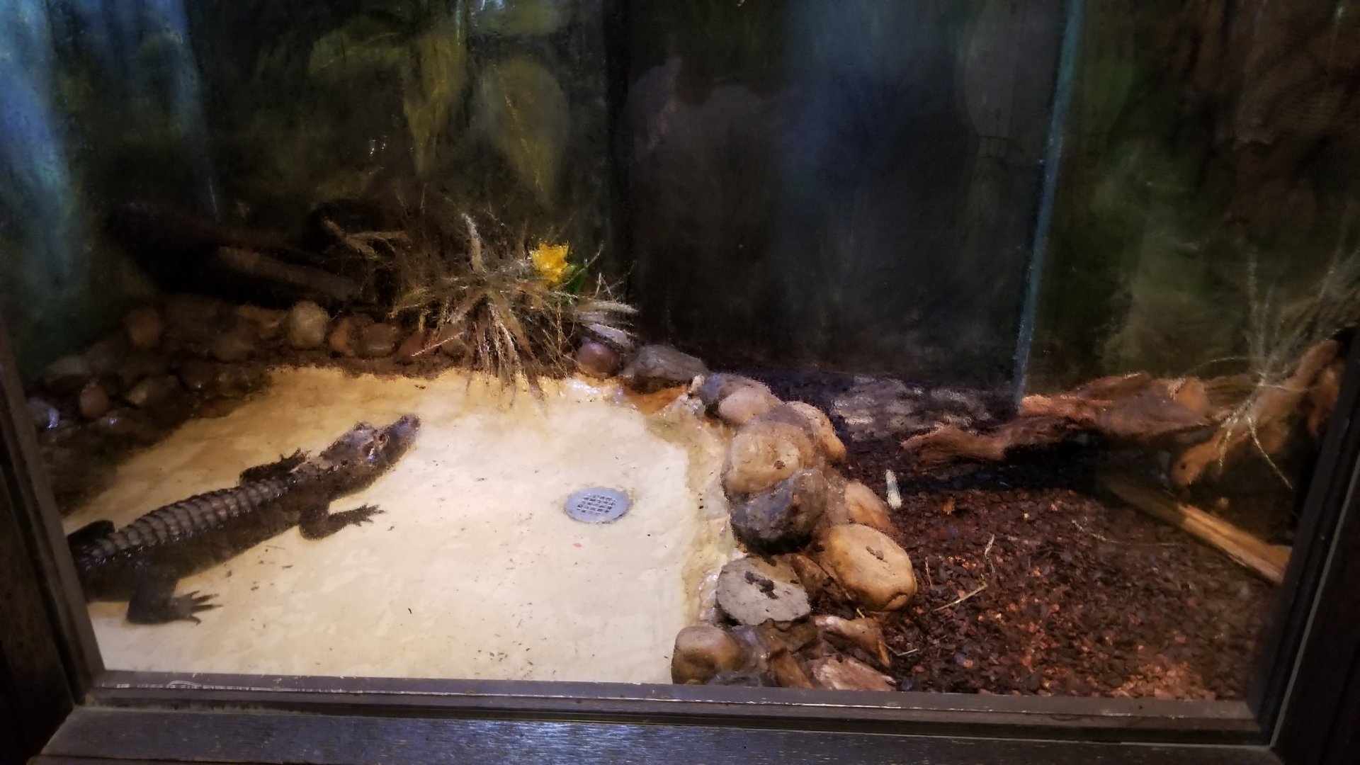 Lehigh Valley Zoo - dwarf crocodile