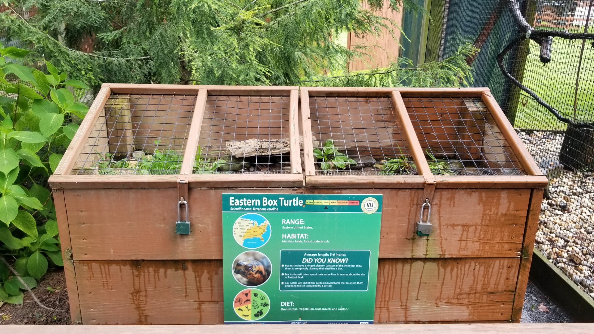 Lehigh Valley Zoo - Eastern box turtle