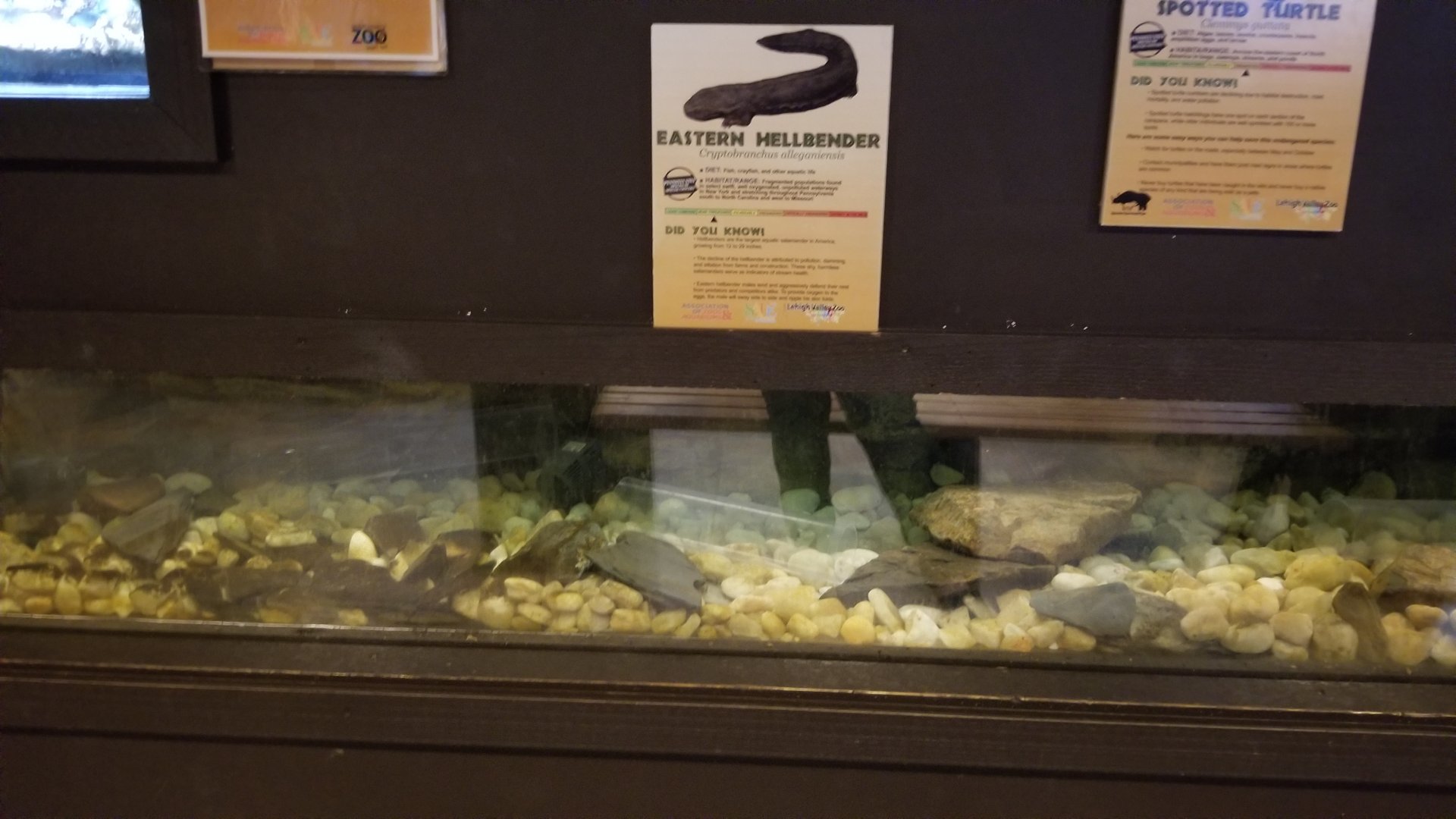 Lehigh Valley Zoo - eastern hellbender tank