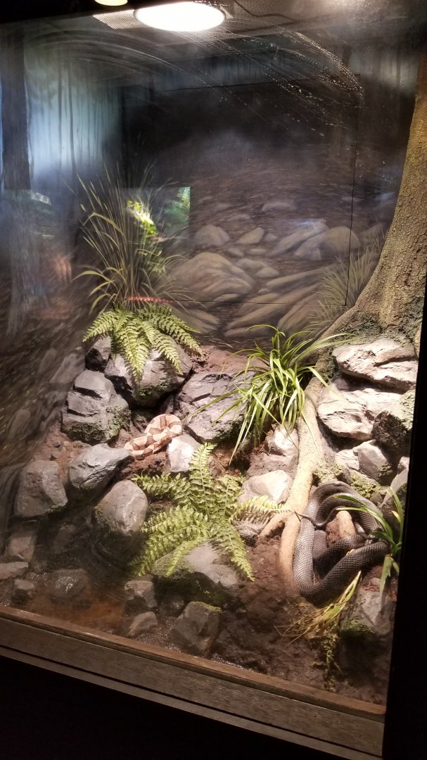 Lehigh Valley Zoo - eastern rat snake, northern copperhead