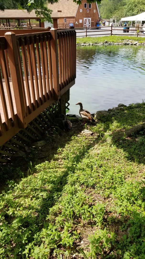 Lehigh Valley Zoo - Egyptian Geese