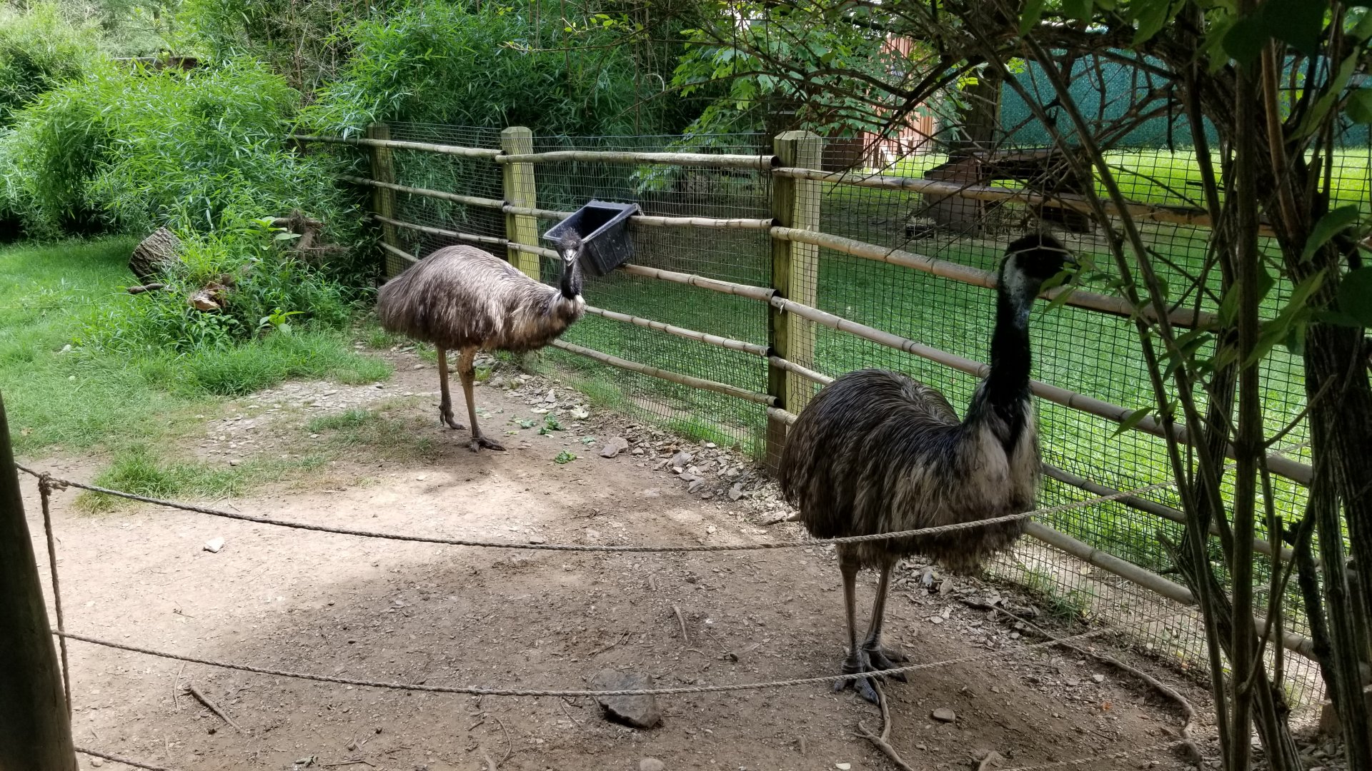 Lehigh Valley Zoo - emus