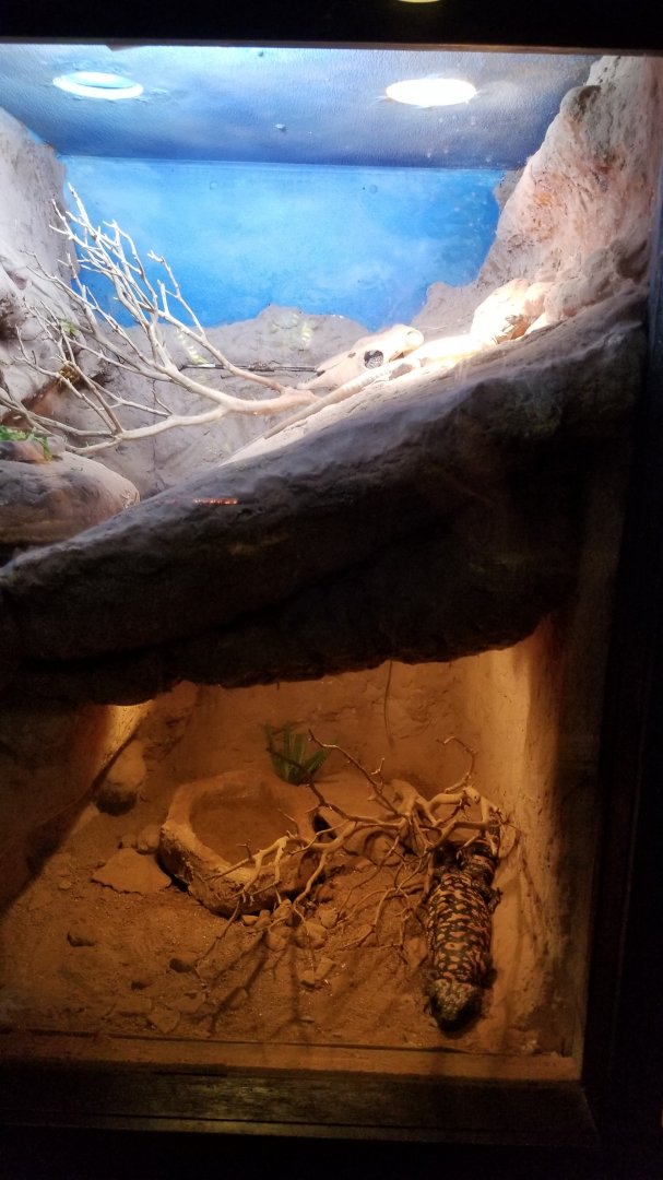 Lehigh Valley Zoo - gila monster, desert iguana, chuckwalla