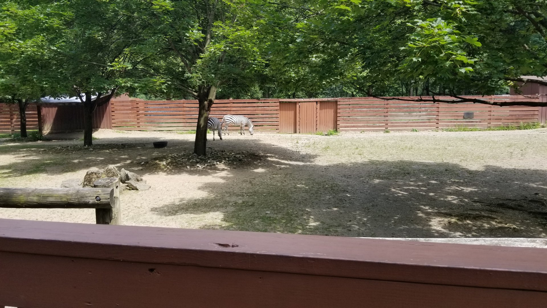 Lehigh Valley Zoo - Grant's zebra
