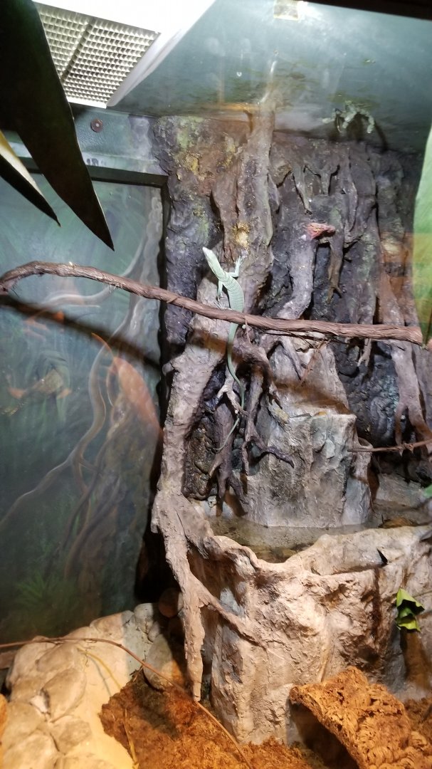 Lehigh Valley Zoo - green tree monitor