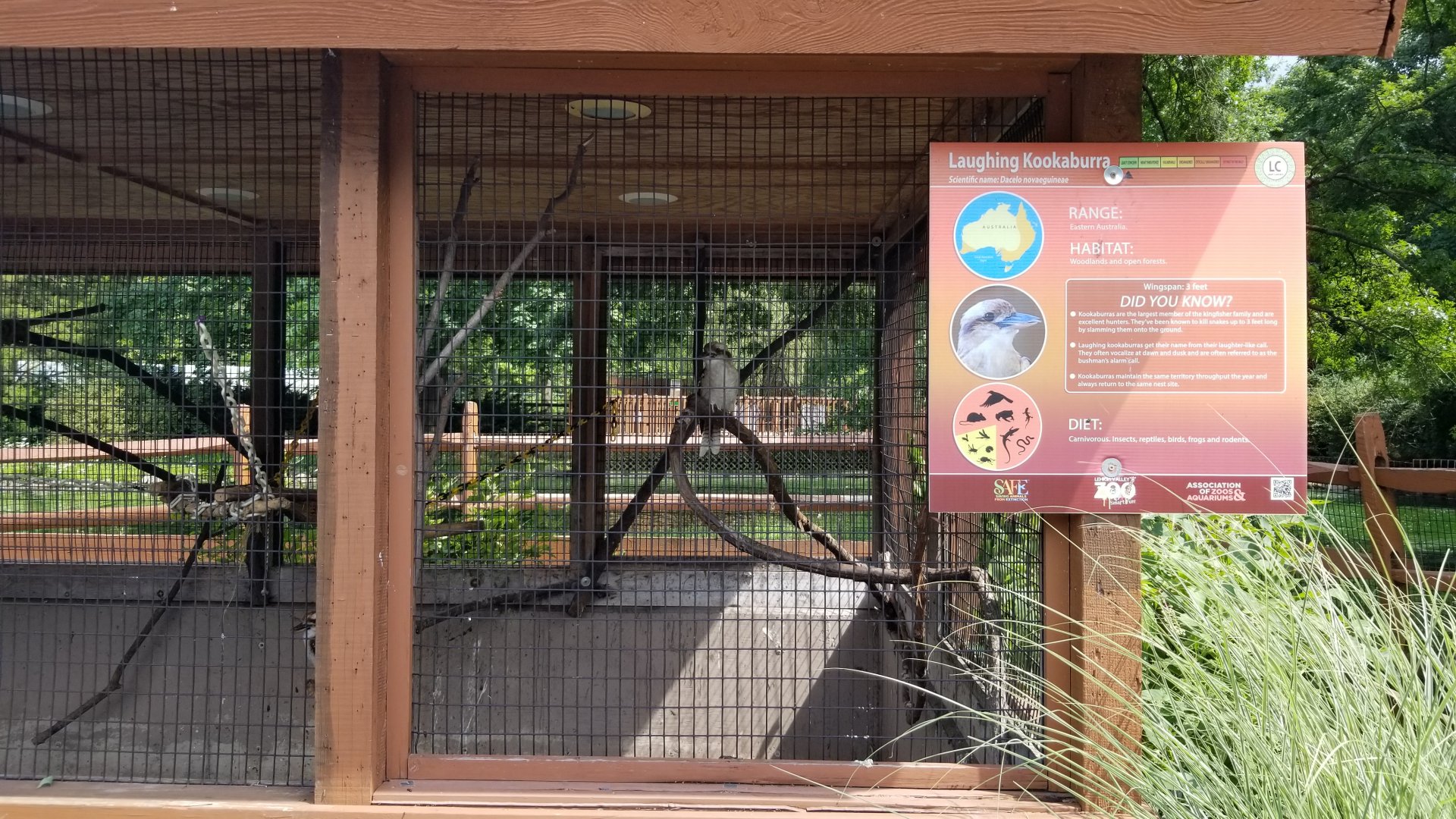 Lehigh Valley Zoo - laughing kookaburra