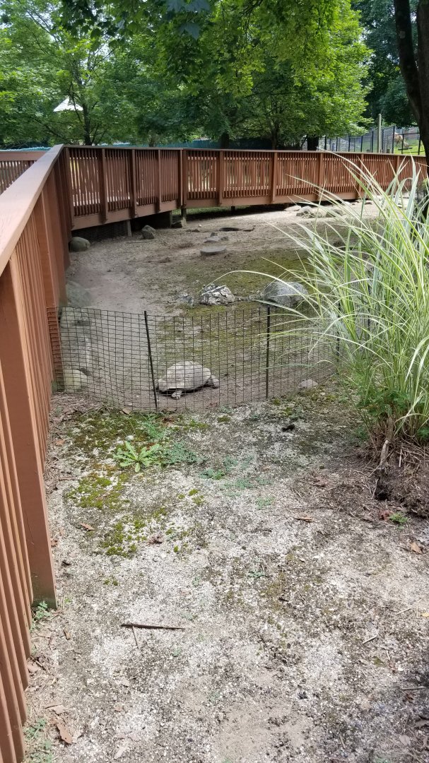 Lehigh Valley Zoo - leopard tortoise
